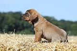 TOSA INU 191
